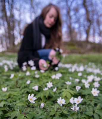 BB 15 0058 / Anemone nemorosa / Hvitveis